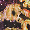 green eyes, oil on canvas, 38×45cm, 2008